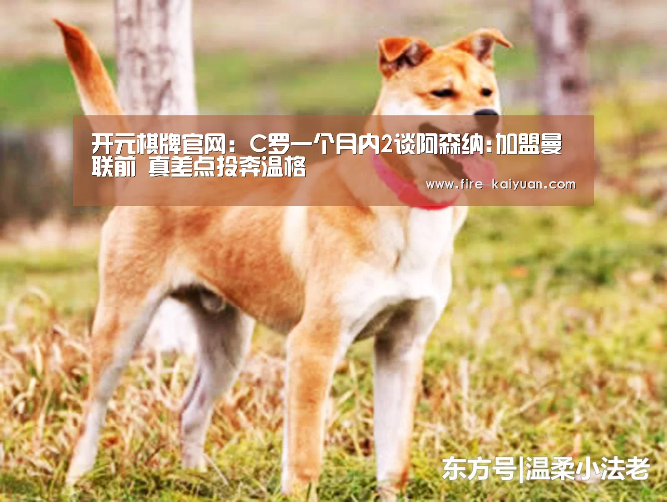 开云体育官网
